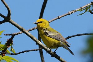 Warbler, Blue-winged, 2016-05210784 Broad Meadow Brook, MA